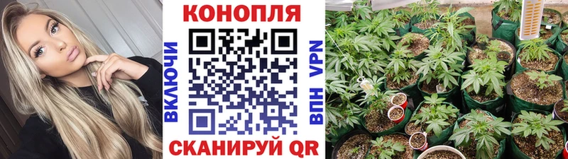 Бошки марихуана конопля  Щигры 